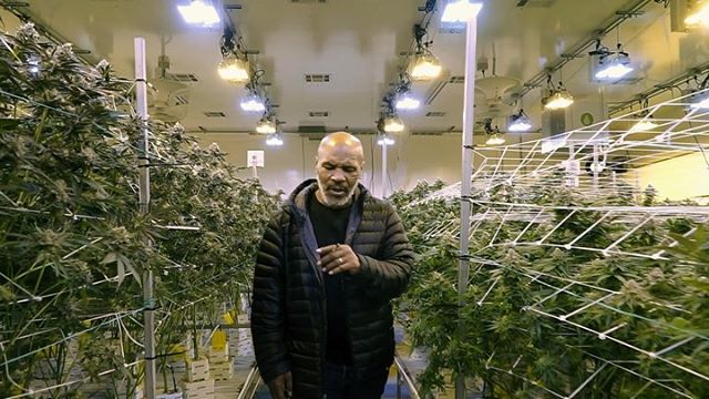 Mike Tyson's Weed Habit Is Awe-Inspiring To Say The Least
